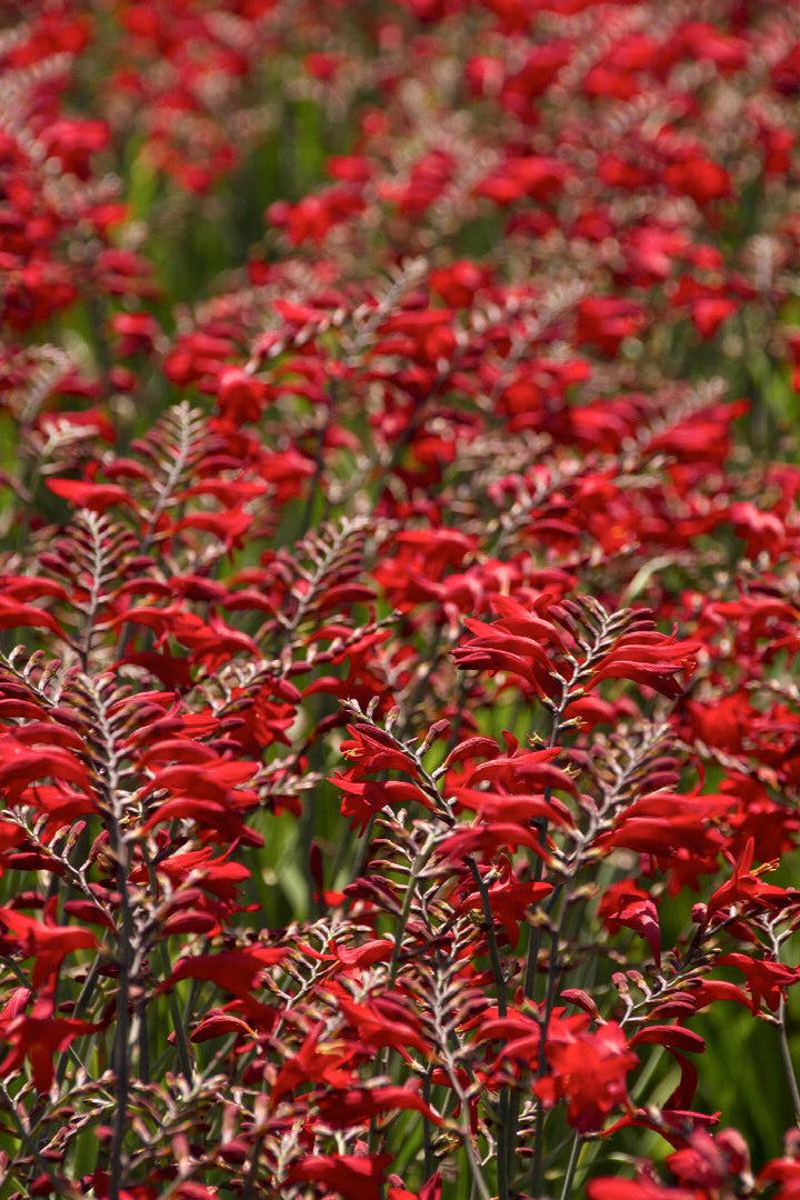 Emberglow Montbretia