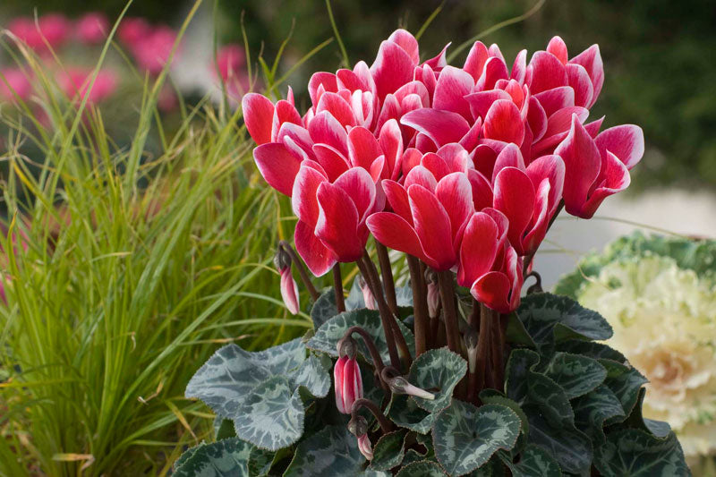 Cyclamen Fantasia