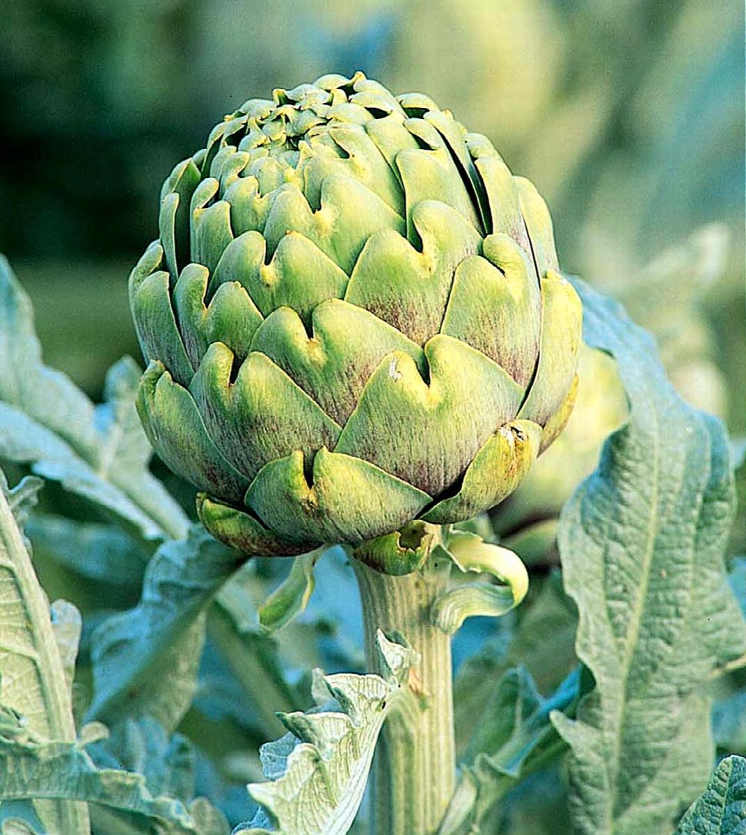 Improved Green Globe Artichoke