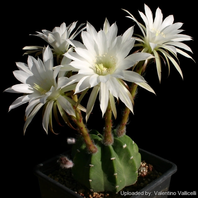 Echinopsis Subdenudata