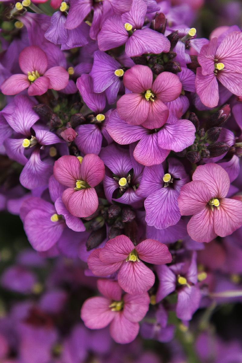 Sunstrong™ Violet Wallflower