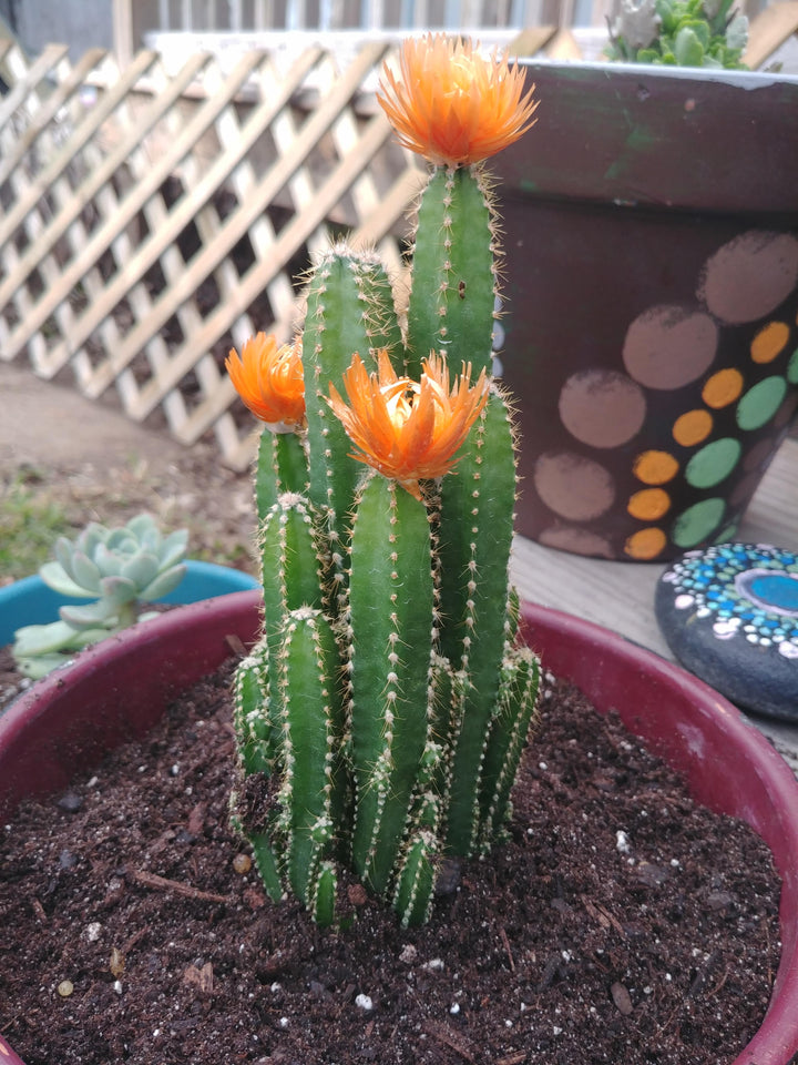 Fairy Castle Cactus