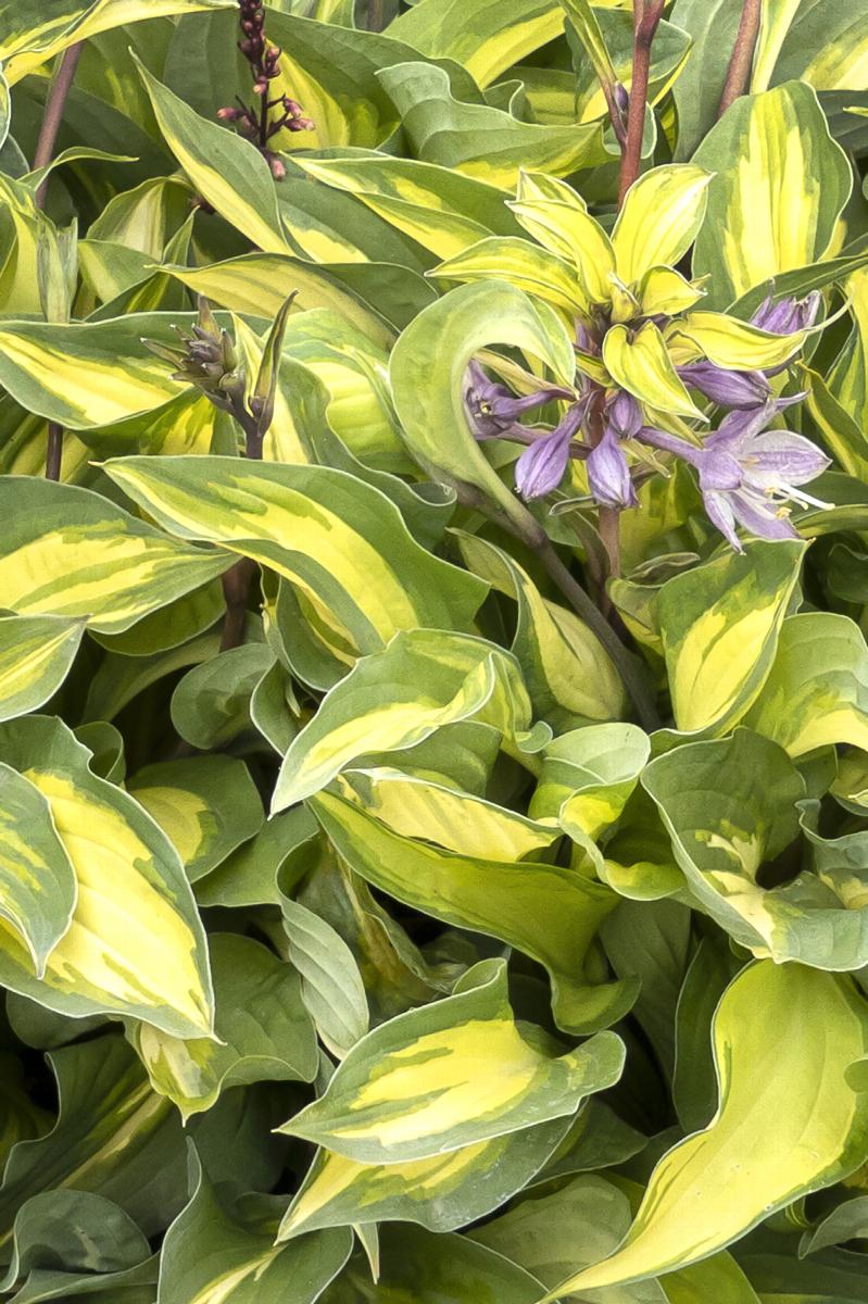 Fantasy Island Hosta