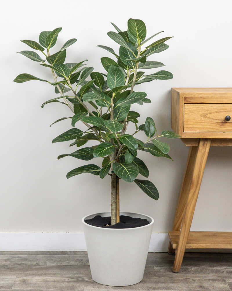 Ficus Audrey