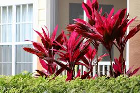 6" Cornerstone Foliage - 8's Cordyline Florida