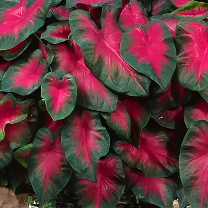 Caladiums Fancy Leaf