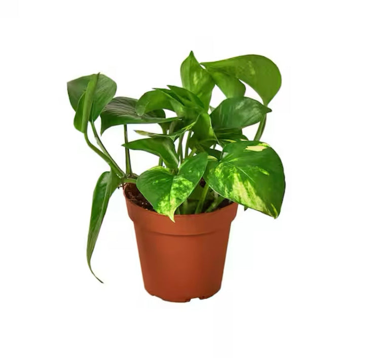 POTHOS GOLD