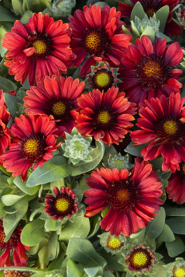 Barbican™ Red Blanket Flower