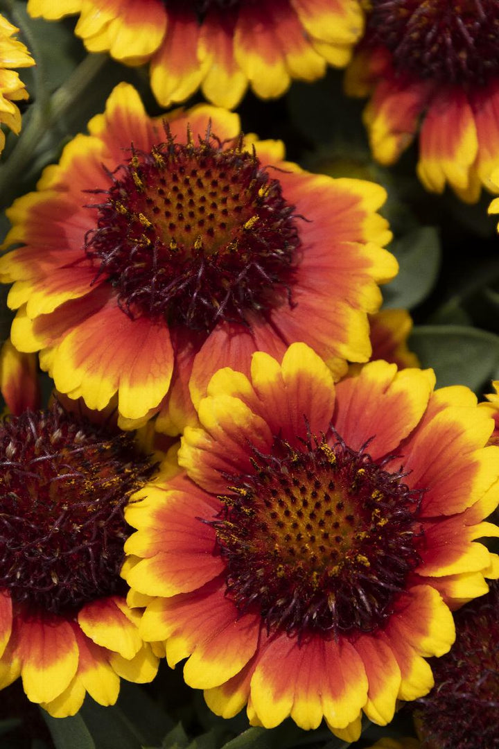 Barbican™ Red Blanket Flower