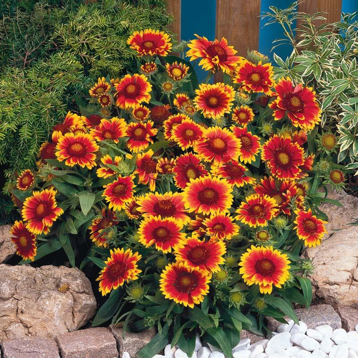 Gaillardia