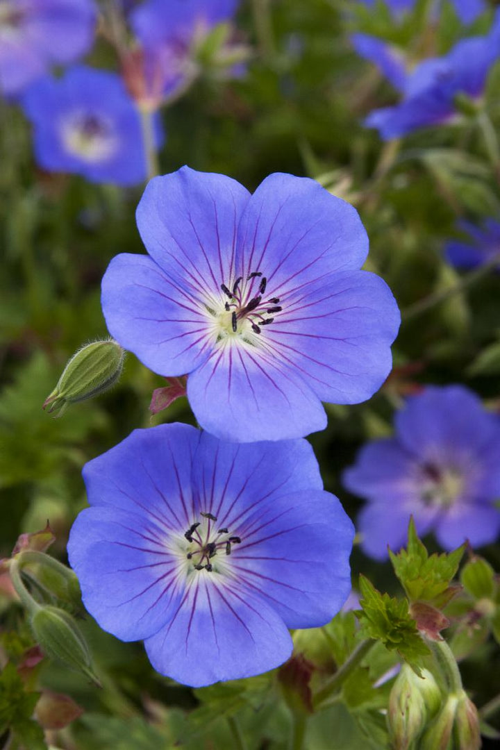 Rozanne Cranesbill