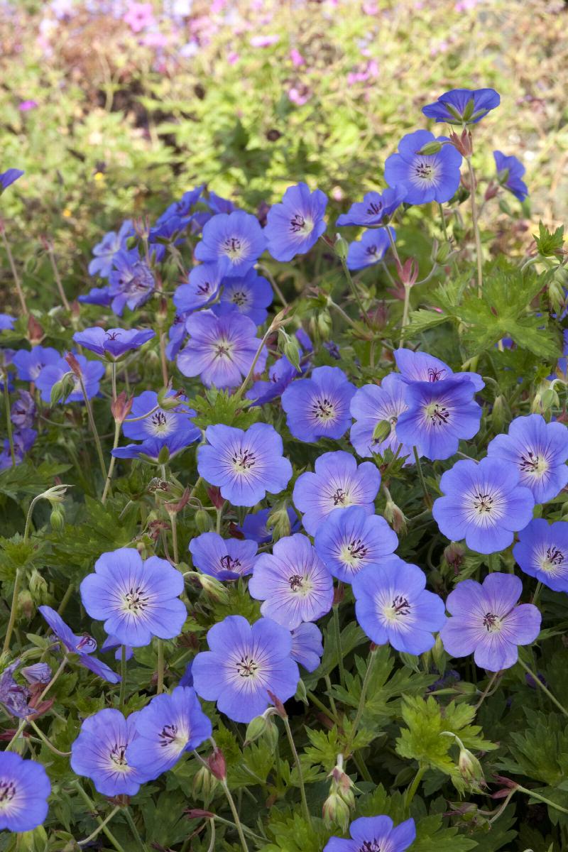 Rozanne Cranesbill