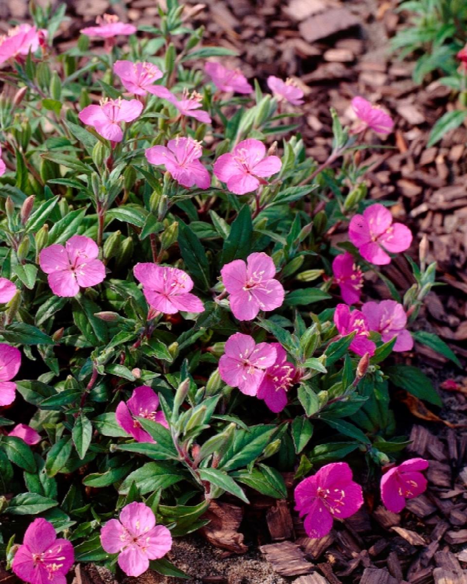 Glowing Magenta Evening Primrose