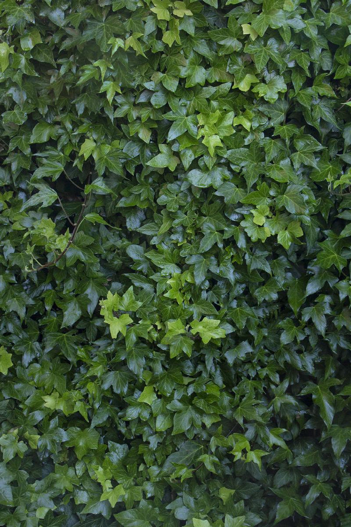 English Ivy, Hedera helix