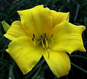 Day Lily Hemerocallis