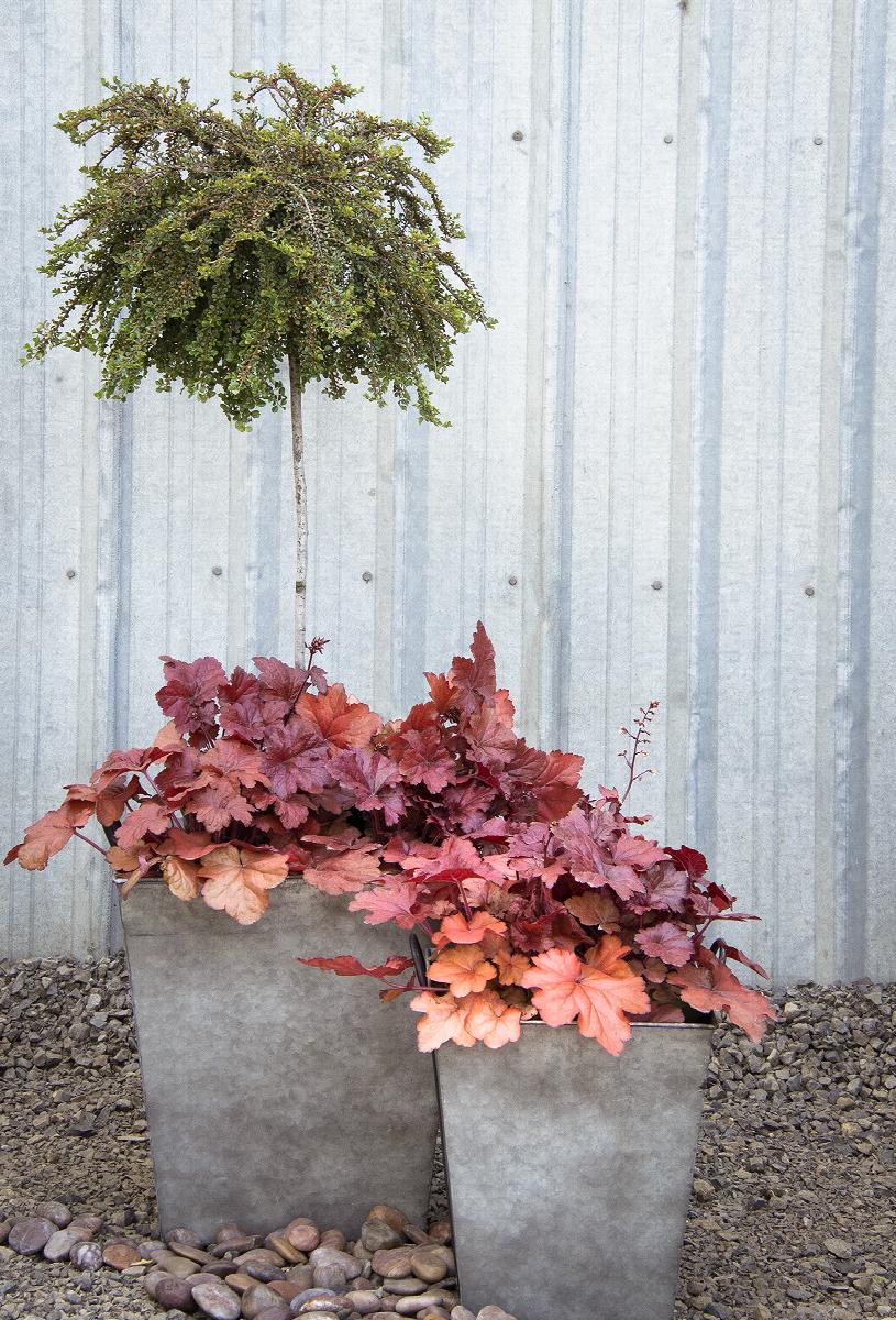 Forever® Red Heuchera