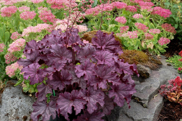 GRANDE™ Amethyst Heuchera