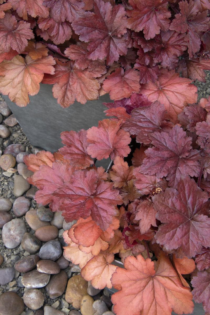 Forever® Red Heuchera