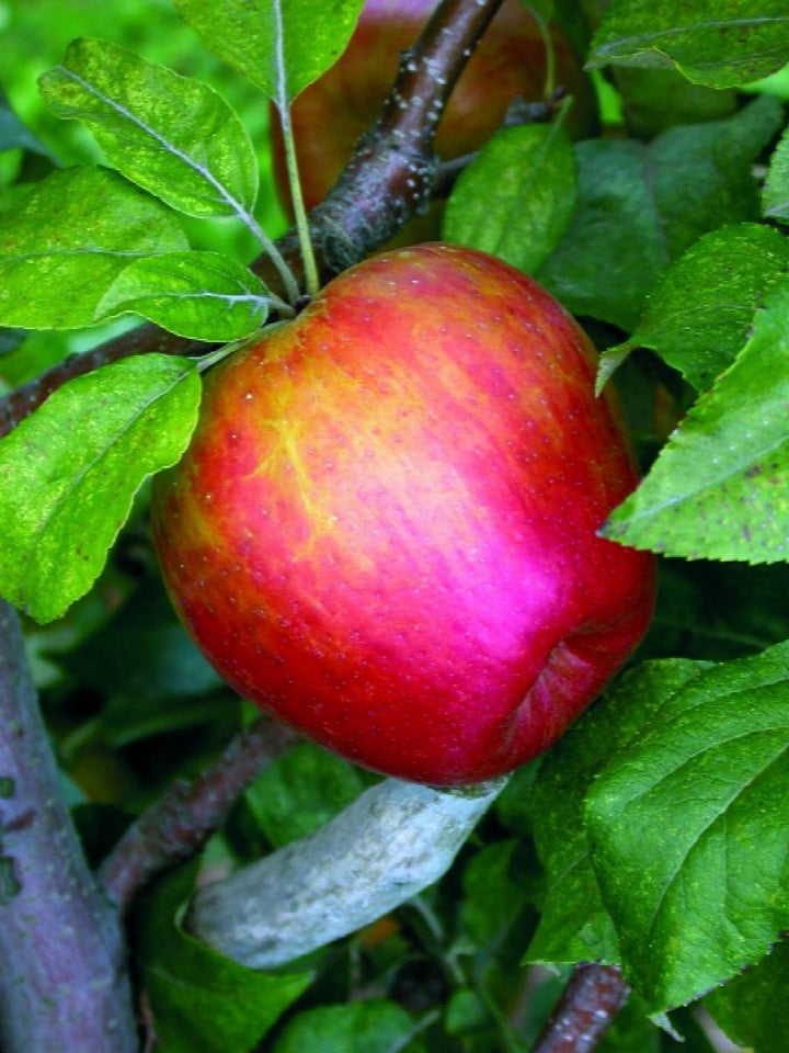 Honeycrisp™ Apple