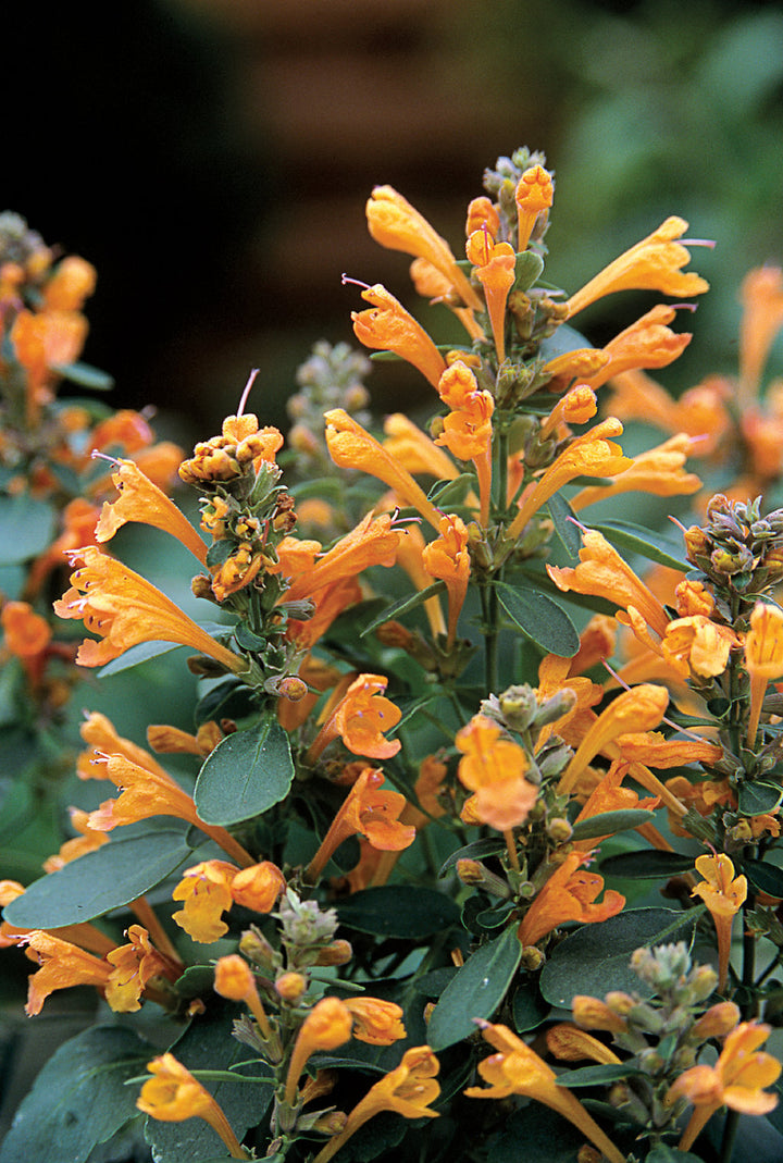 Agastache Poqui Oran / Honeysticks Sandstone