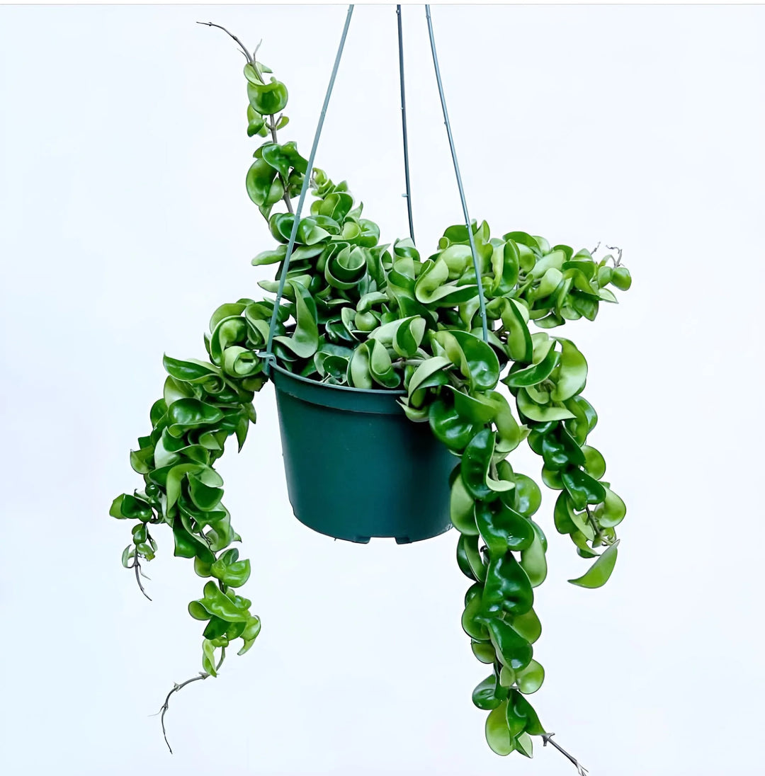 6" HOYA VARG. HINDU ROPE