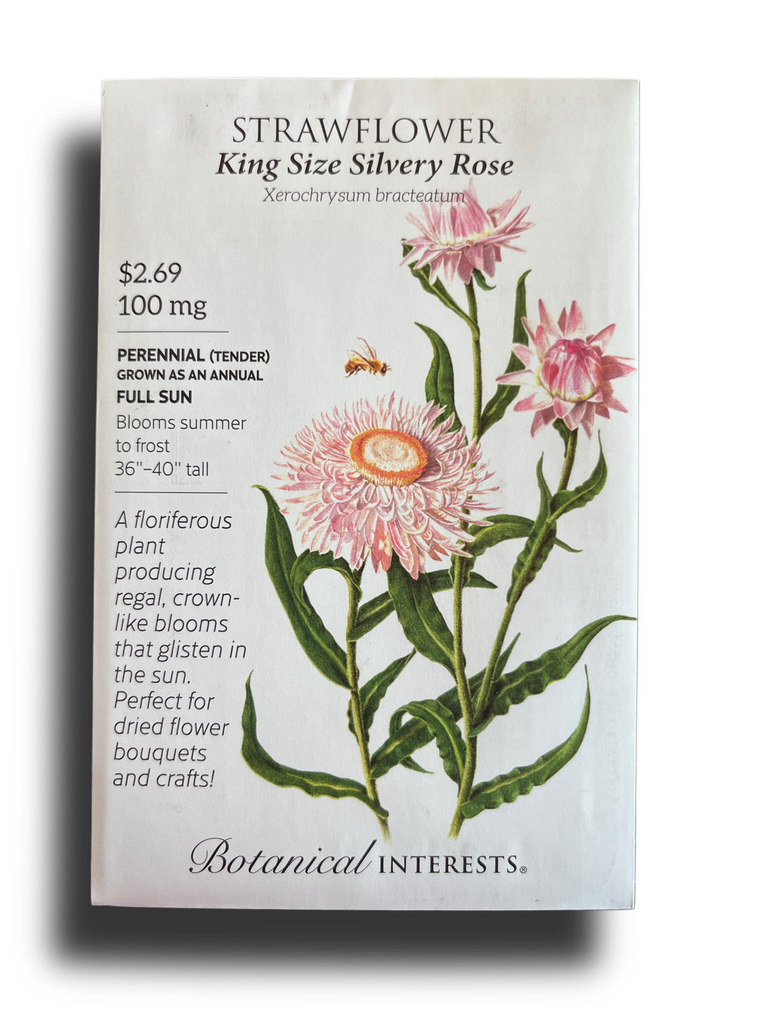 Strawflower KngSz Silvery Rose