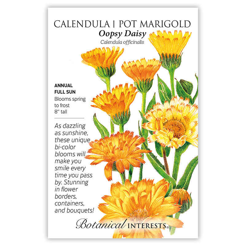 Calendula Pot Marigold Oopsy Daisy