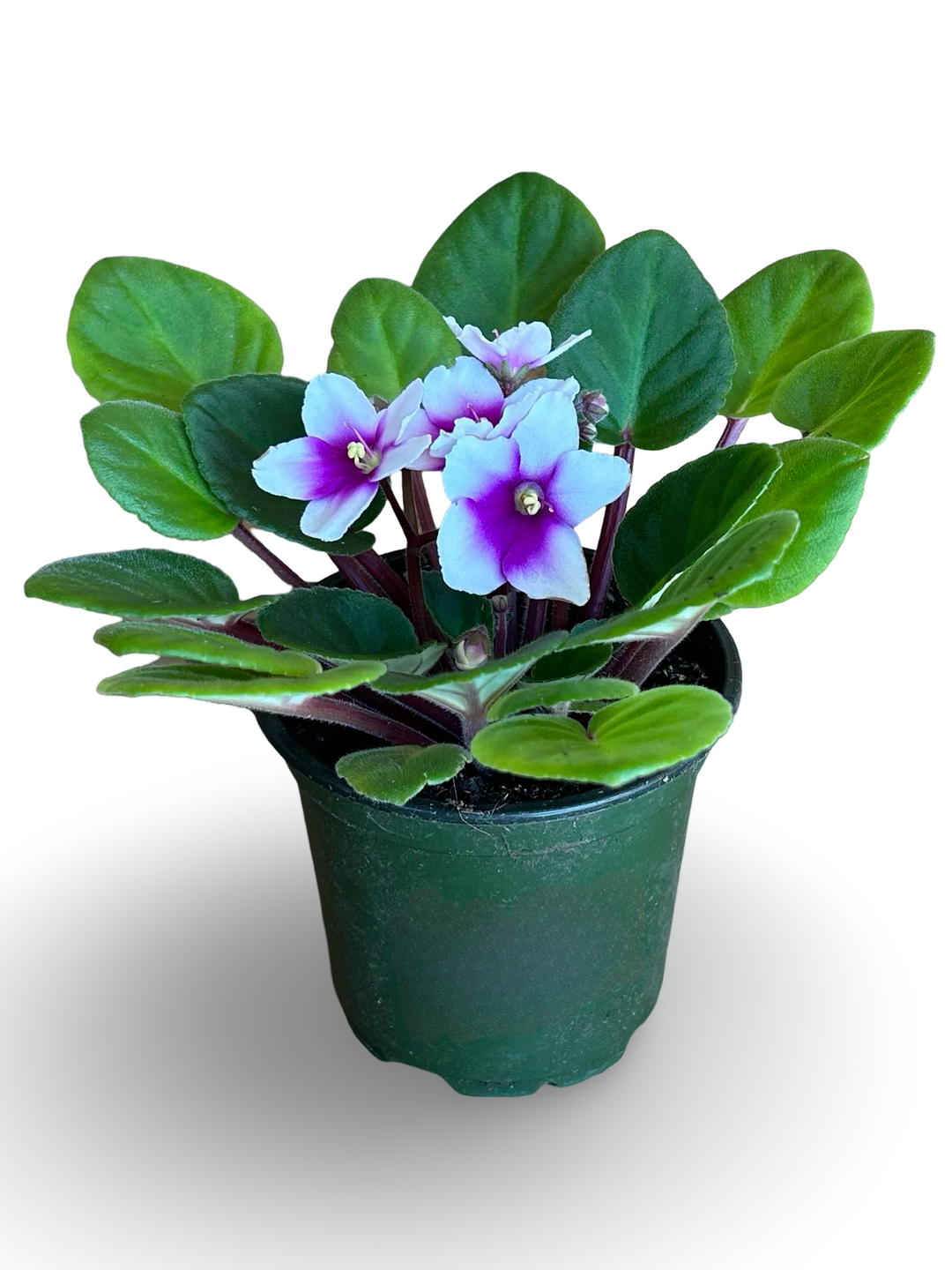 African Violet