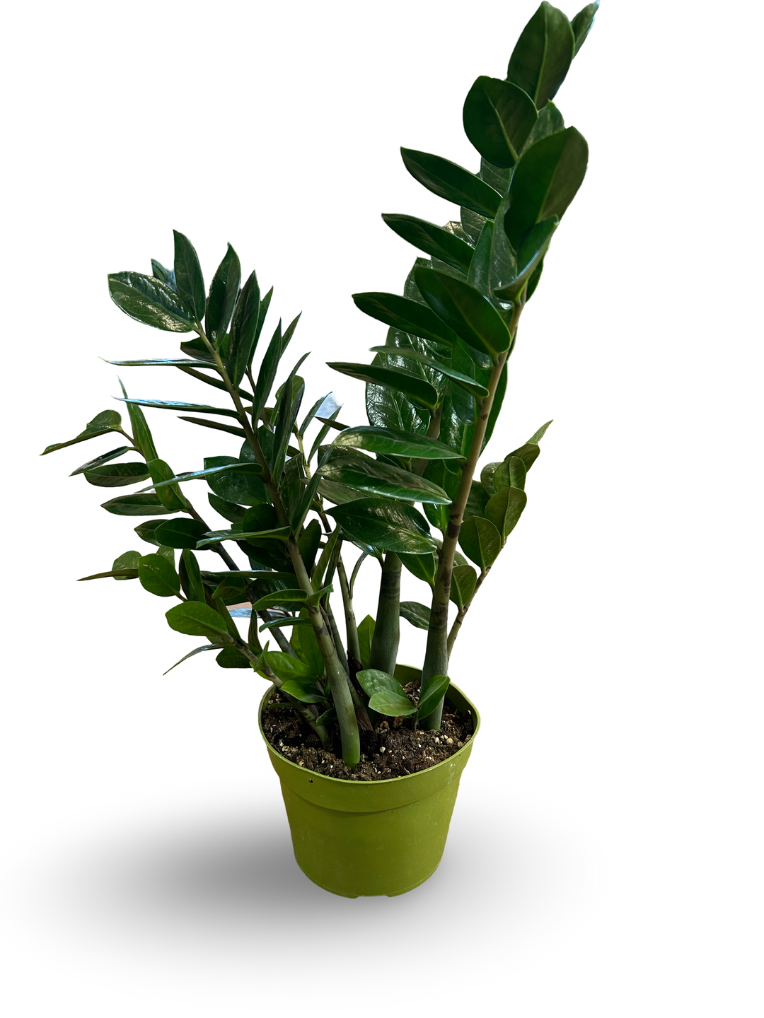 ZZ Plant