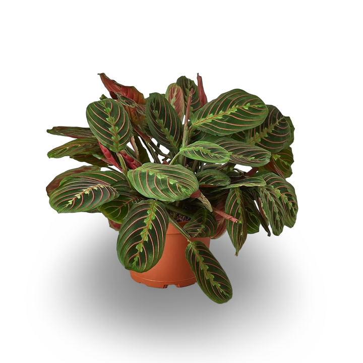 Red Veined Maranta