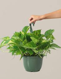 POTHOS GOLD