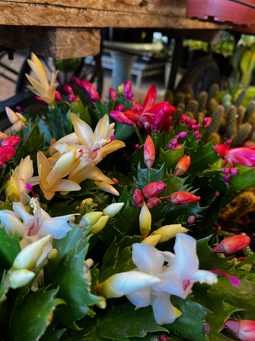 CHRISTMAS CACTUS