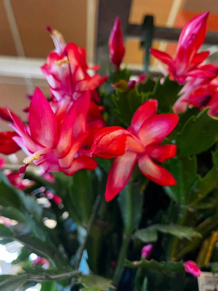 CHRISTMAS CACTUS