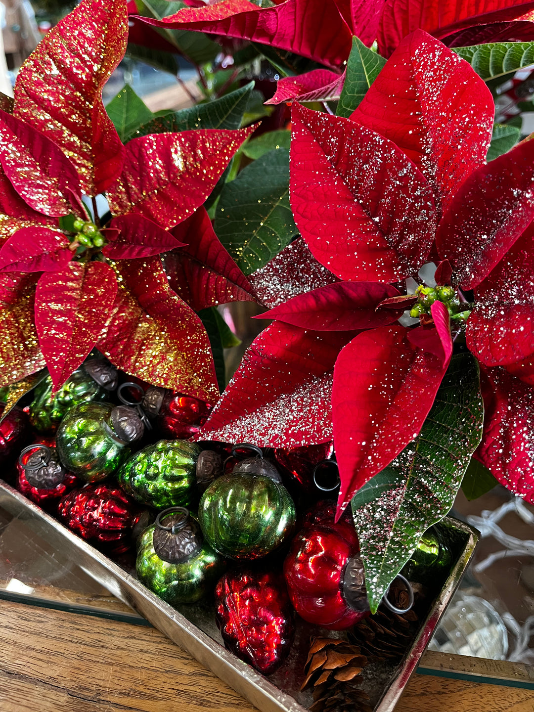 Poinsettia