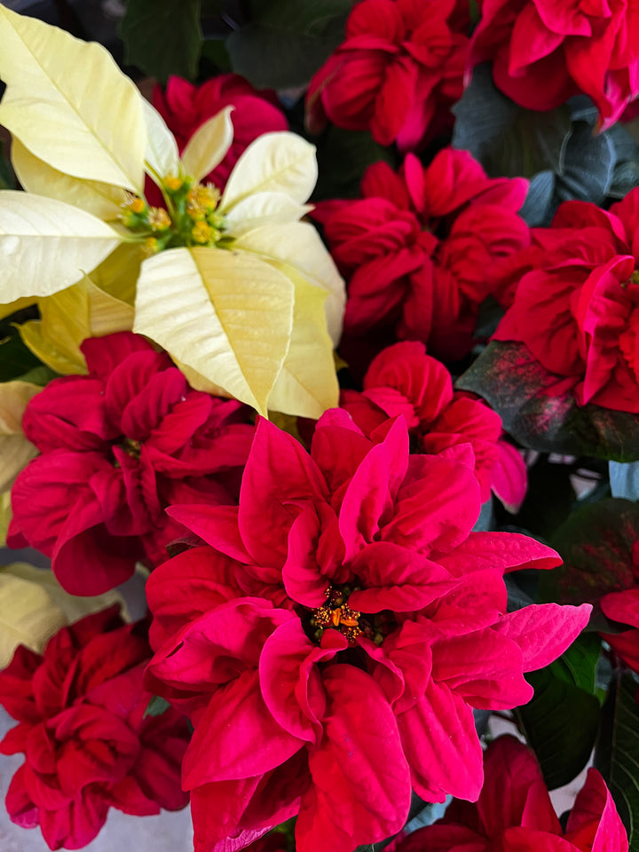 Poinsettia