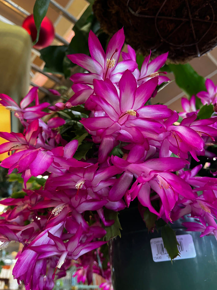 CHRISTMAS CACTUS