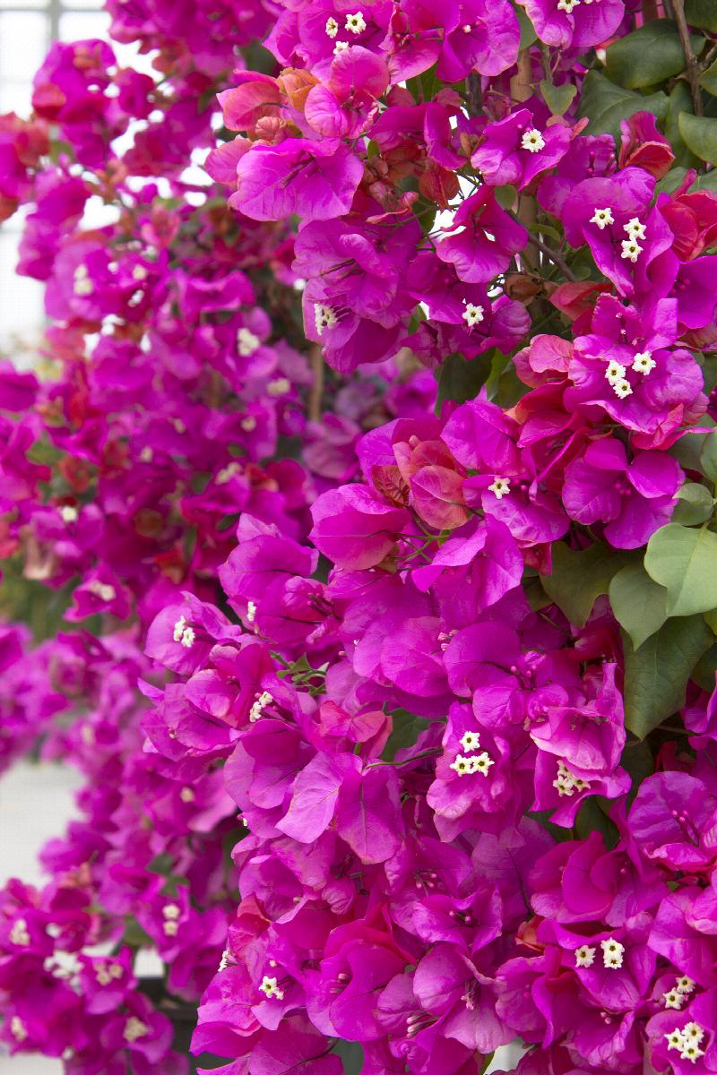 James Walker Bougainvillea