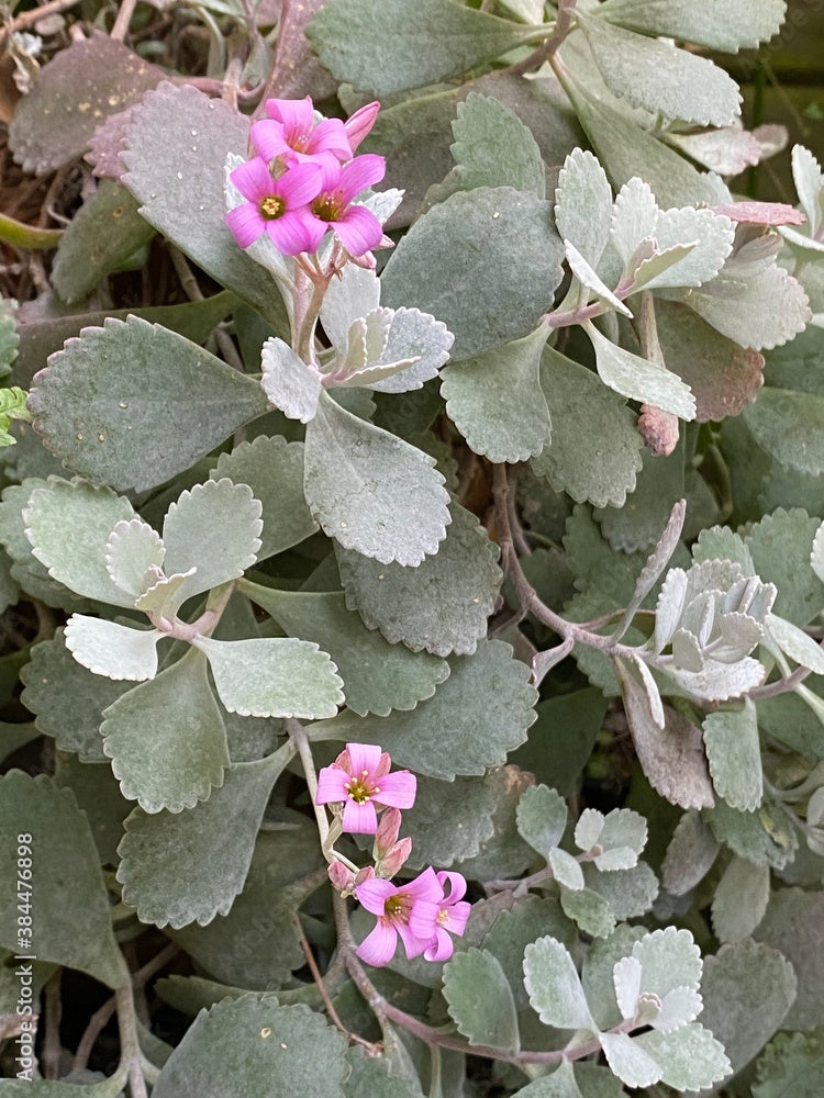 Kalanchoe Pumila