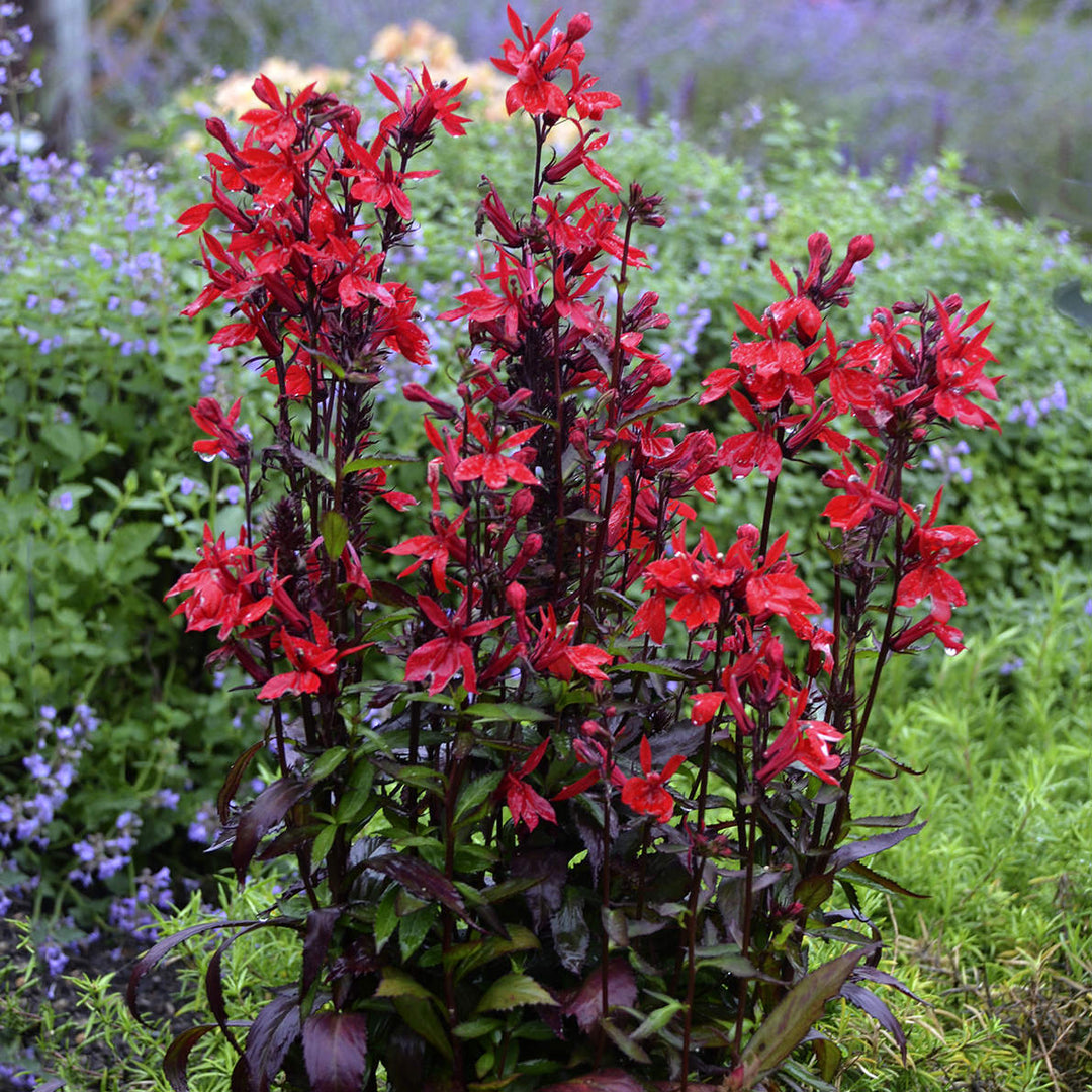 QUEEN VICTORIA CARDINAL FLOWER