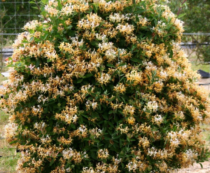 Sweet Tea Honeysuckle