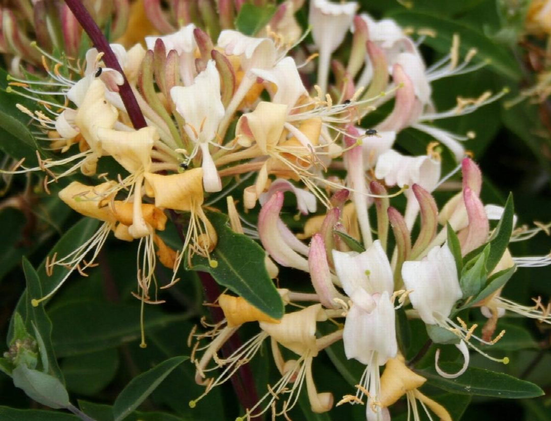 Sweet Tea Honeysuckle