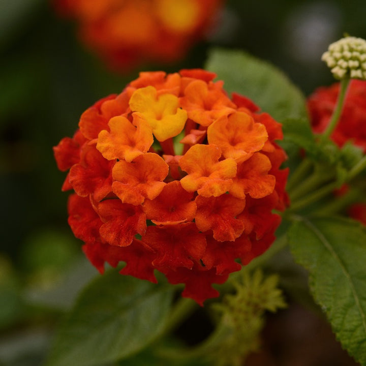 Lantana Lucky Series