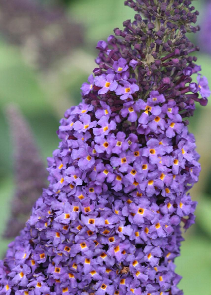 Pugster Blue® Dwarf Butterfly Bush