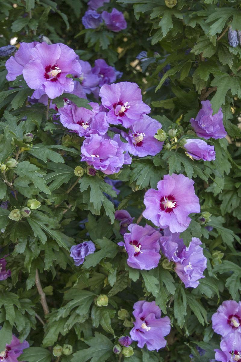 Minerva Rose of Sharon