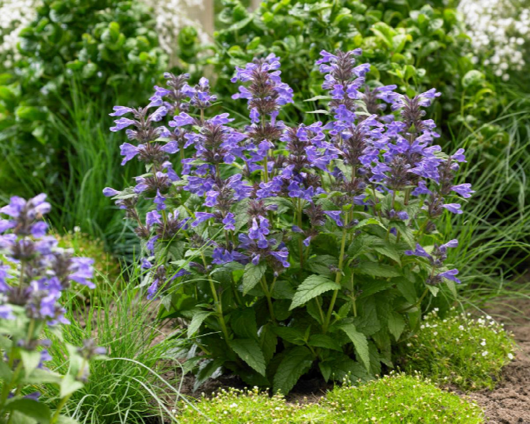 Neptune Catmint