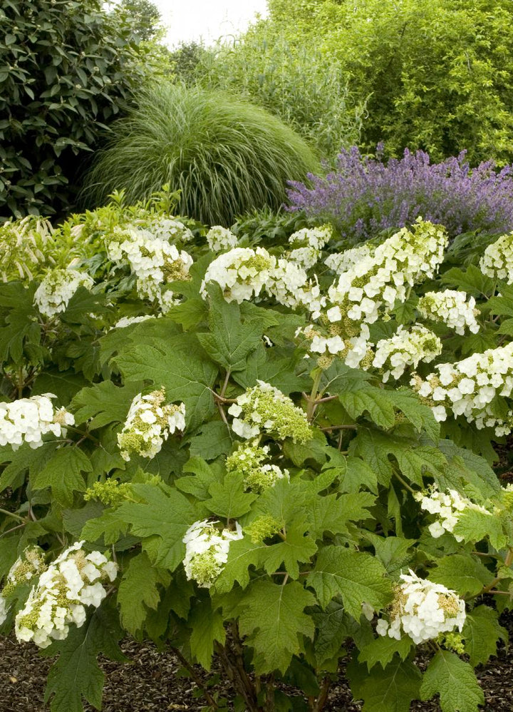 Snow Queen Oakleaf Hydrangea