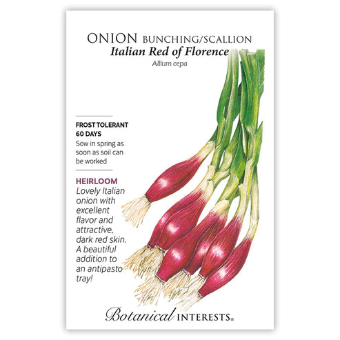 Onion Bunching (red) Italian Red of Florence Seed