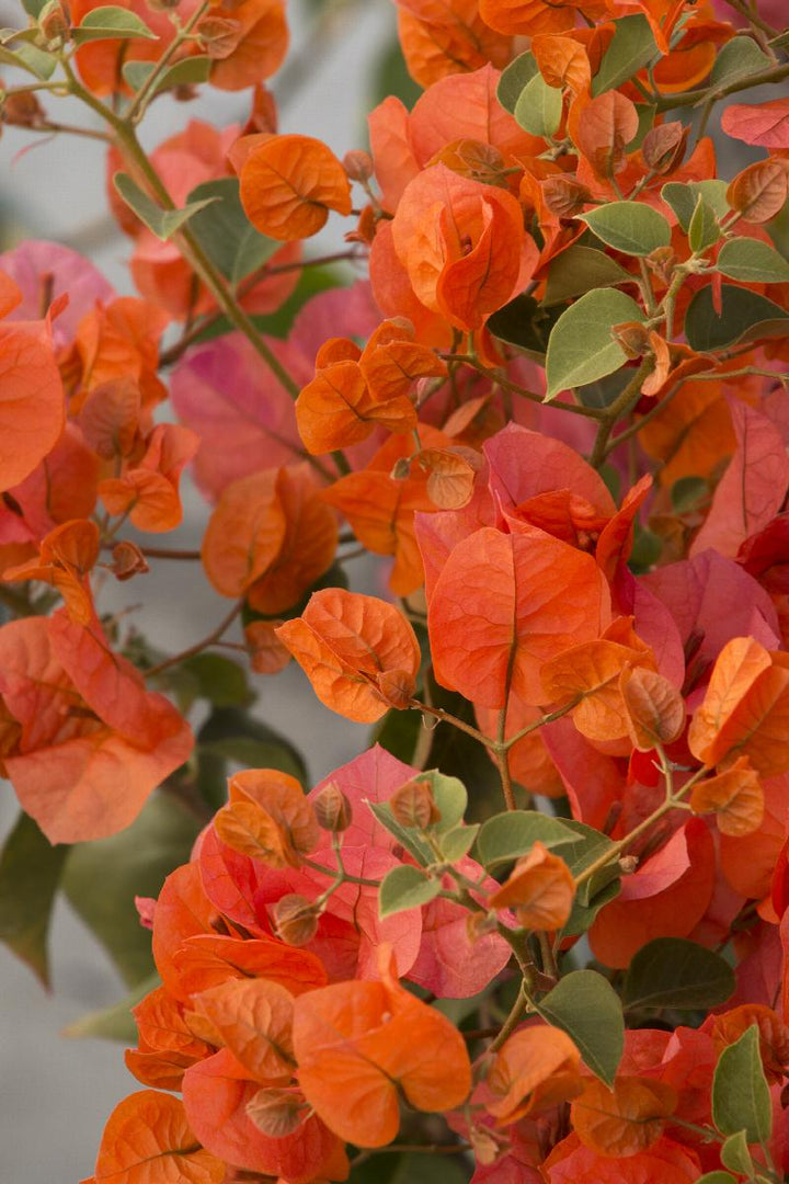 Orange King Bougainvillea