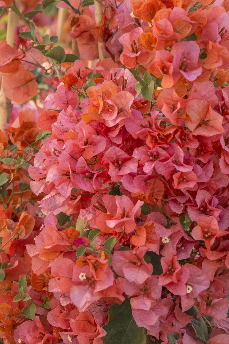 Orange King Bougainvillea