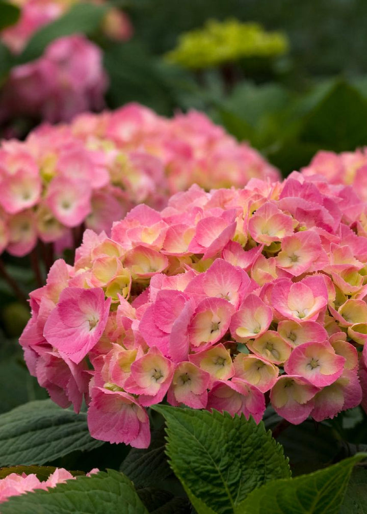 Hydrangea Florist